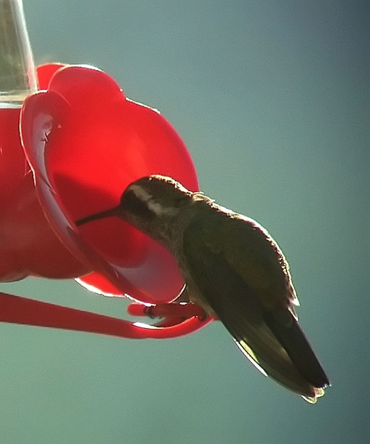 White-eared Hummingbird