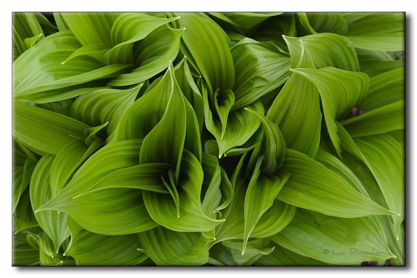 Vratre blanc (Veratrum album)