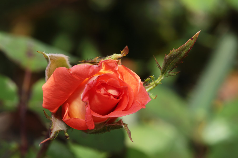 rose - vrtnica (IMG_8322ok.jpg