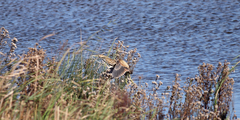 American Bittern