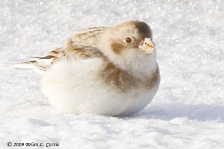 Emberizids (Emberizidae) - (i.e., Sparrow family)