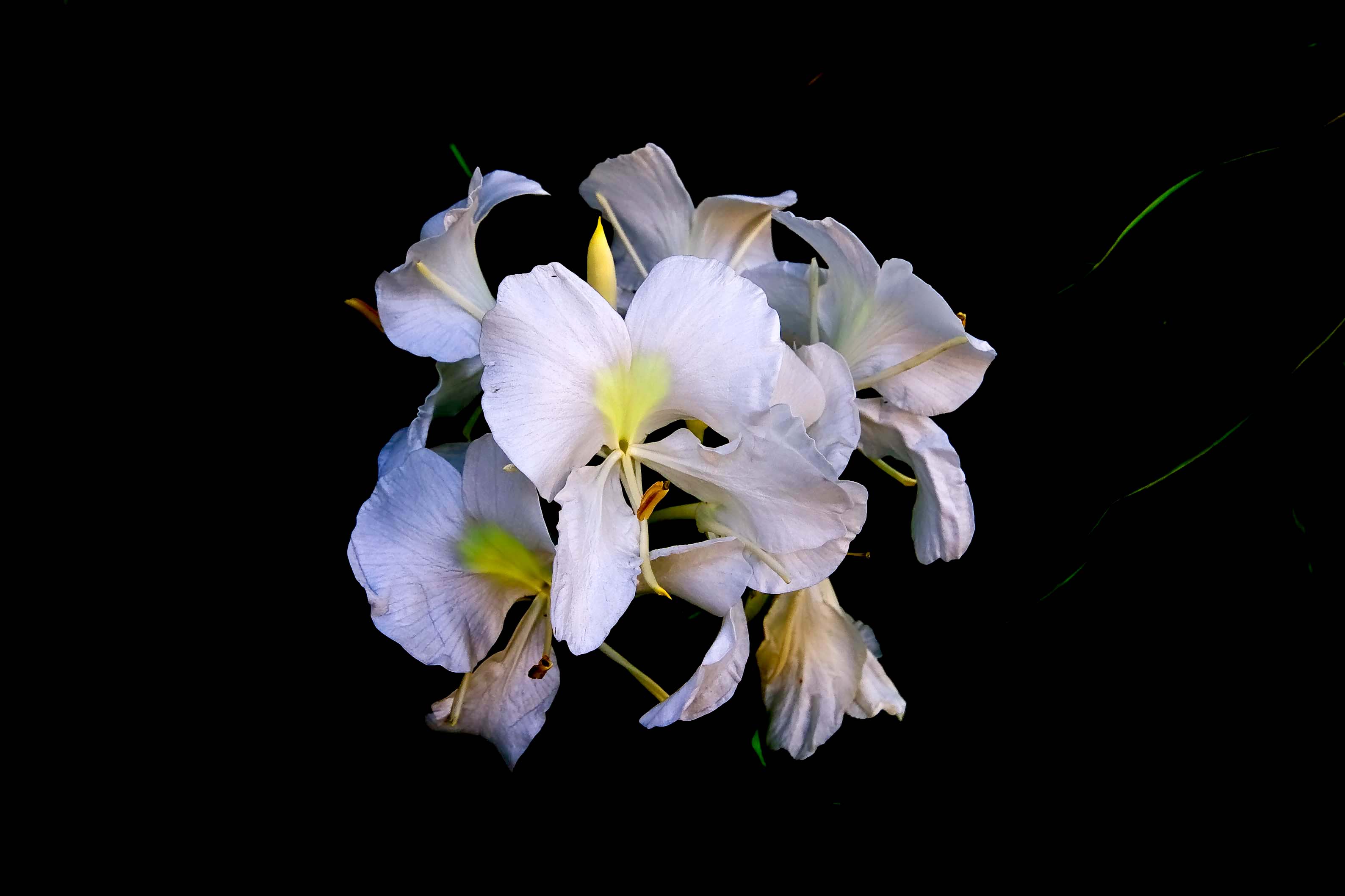 Autumn lily...