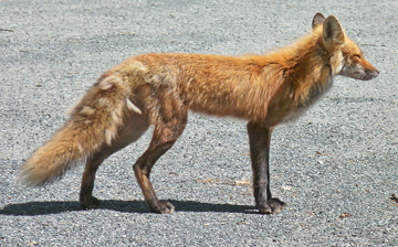 Fox by the roadsside