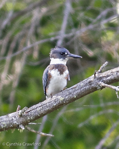 Belted Kingfisher-female 4