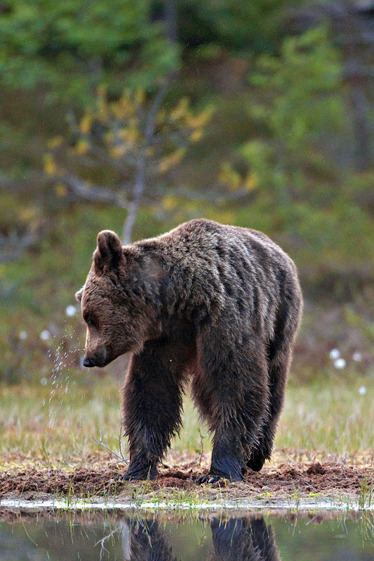 Brown Bears Finland