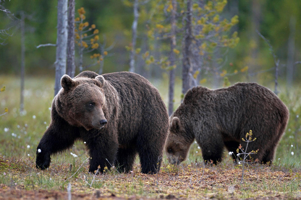 Brown Bears Finland