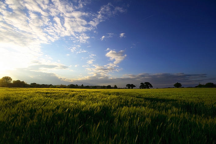 Springtime in Norfolk