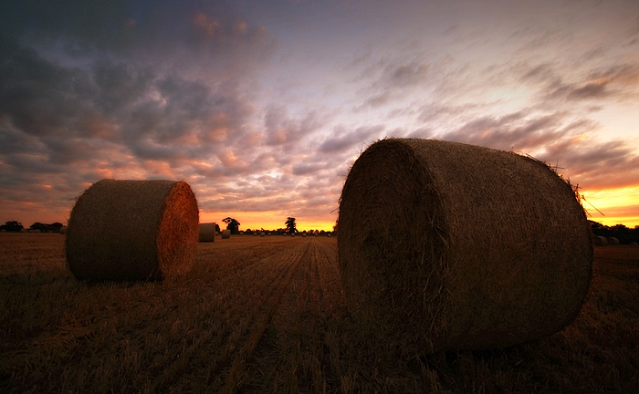 Harvest Time Again!
