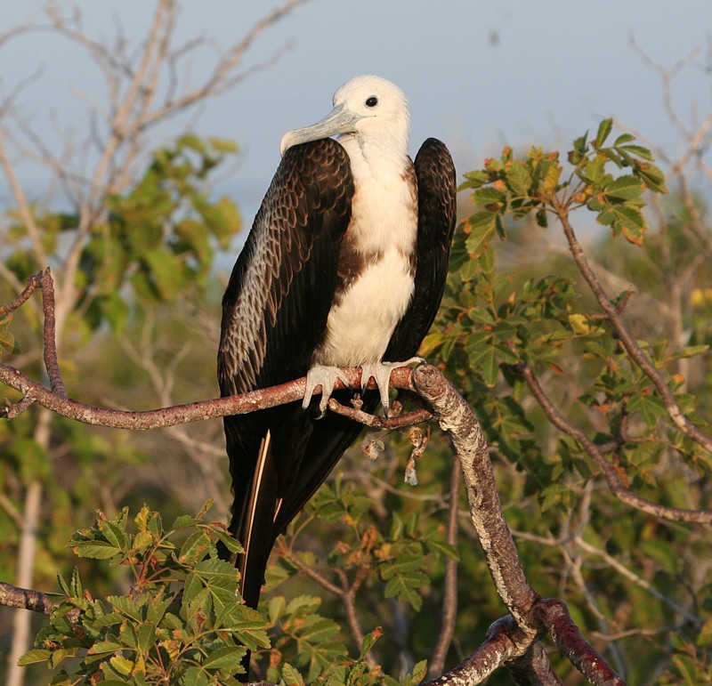 Magnificent Frigatebird, juvenil