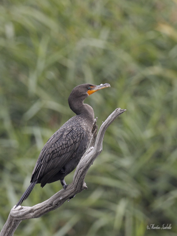 _MG_1460 Cormoran  aigrette iles des soeurs.jpg