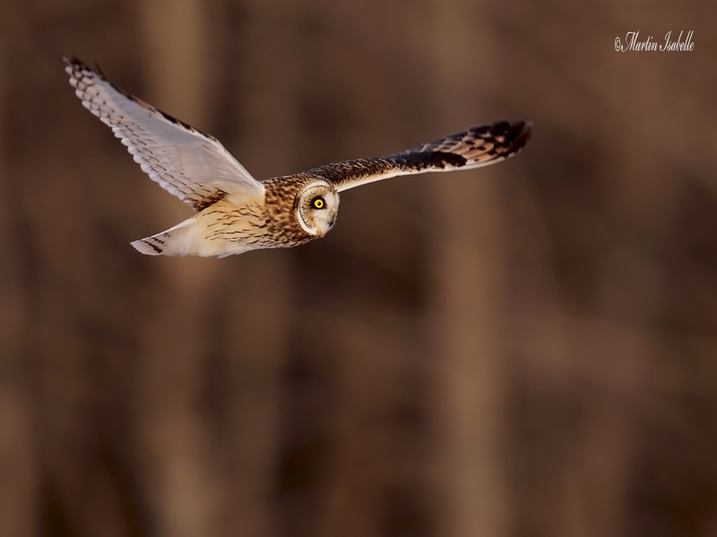 _MG_6091 hibou des marais Amqui .jpg