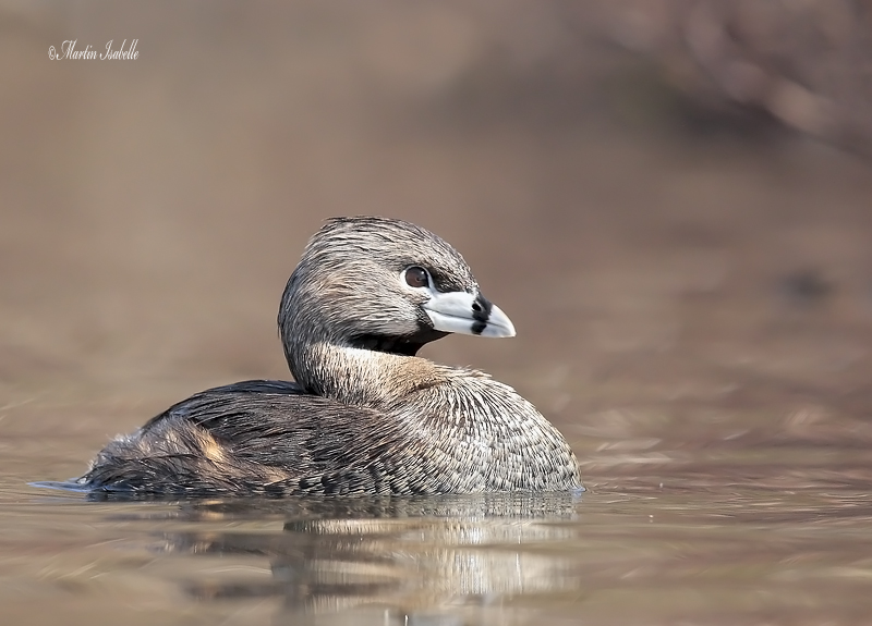 _MG_6175 Grebe a bec bigar JBM .jpg