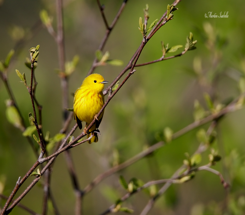 _40C8932 Paruline Jaune.jpg