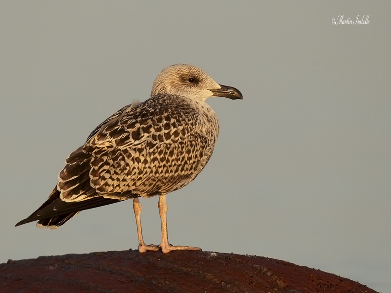 _40C8615 Goland brun juvenile ---.jpg