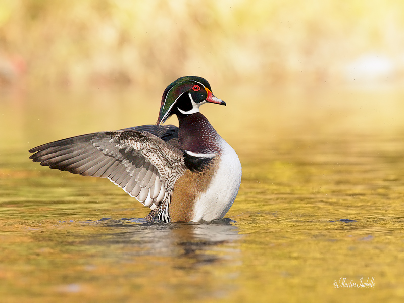 _40C8403 Canard Branchu Mle .jpg