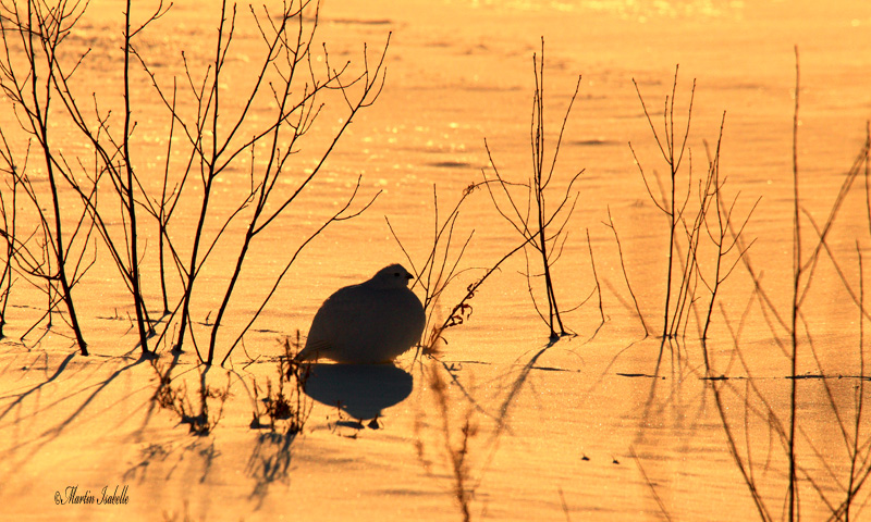 _40C3281 Contre-jour lagopdes.jpg