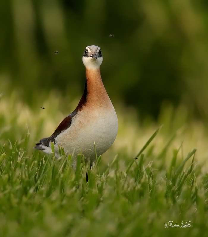 _40C6280 Phalarope de Wilson bdf .jpg