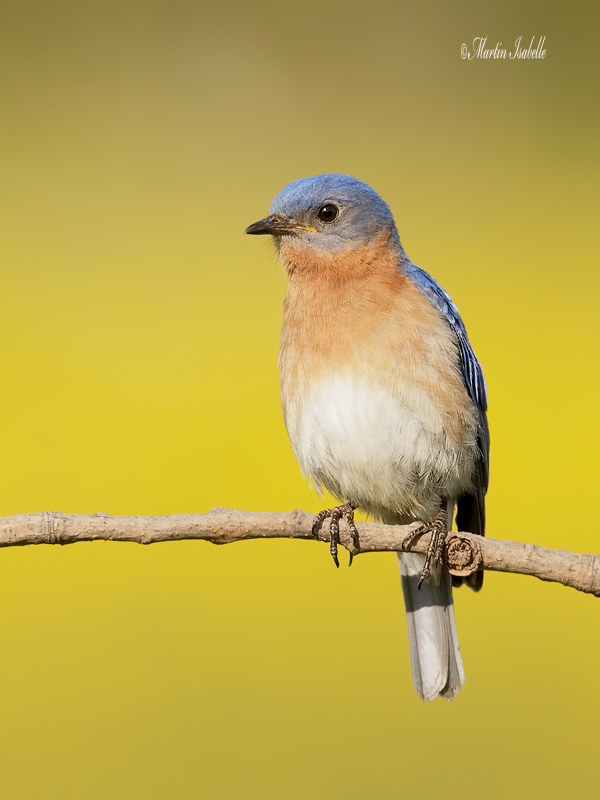 _40C6661 Merle bleu de lest st-Rosalie.jpg
