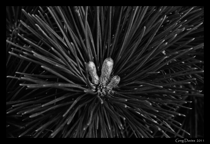 Conifer Detail in Black & White