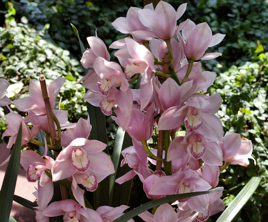 Pink Orchids