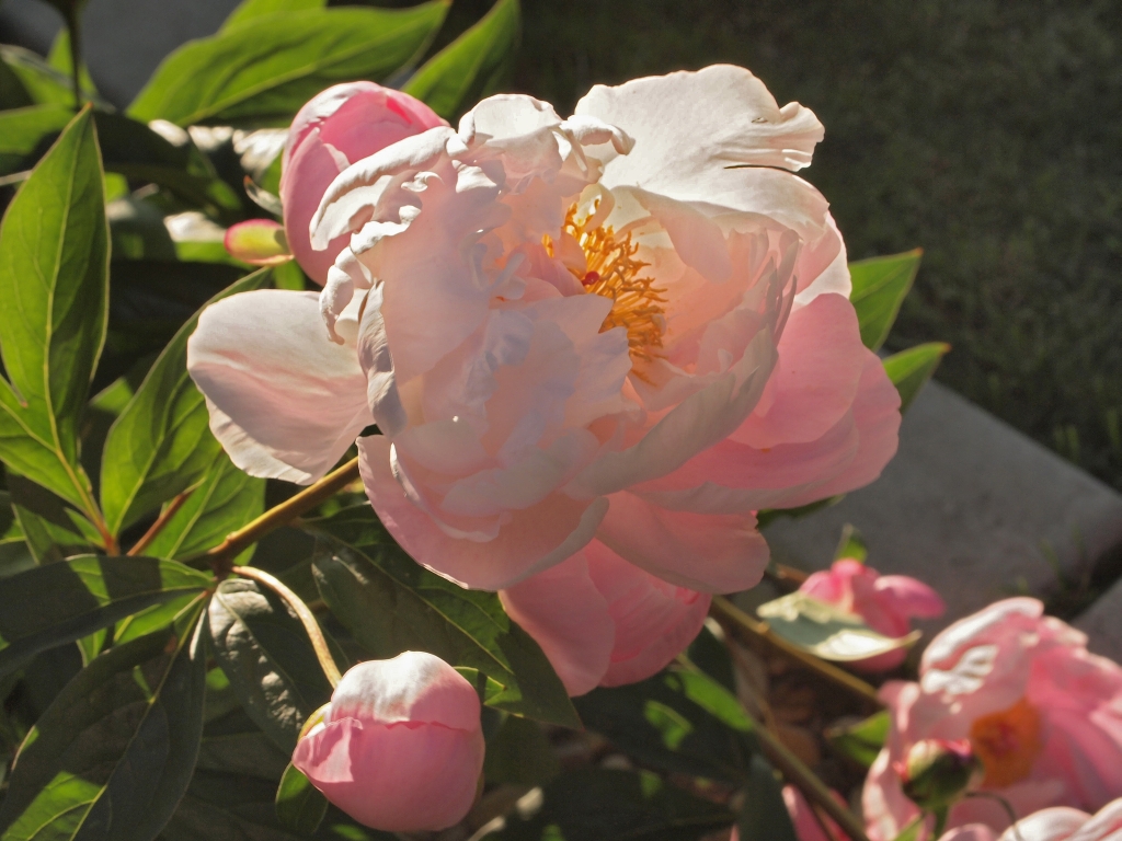 Rhododendron in Prosser, WA.