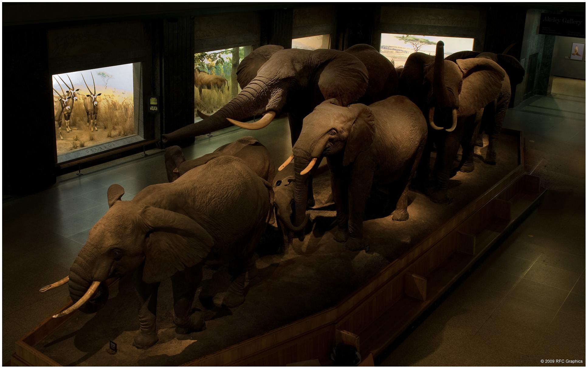 Akeley Hall of African Mammals 2