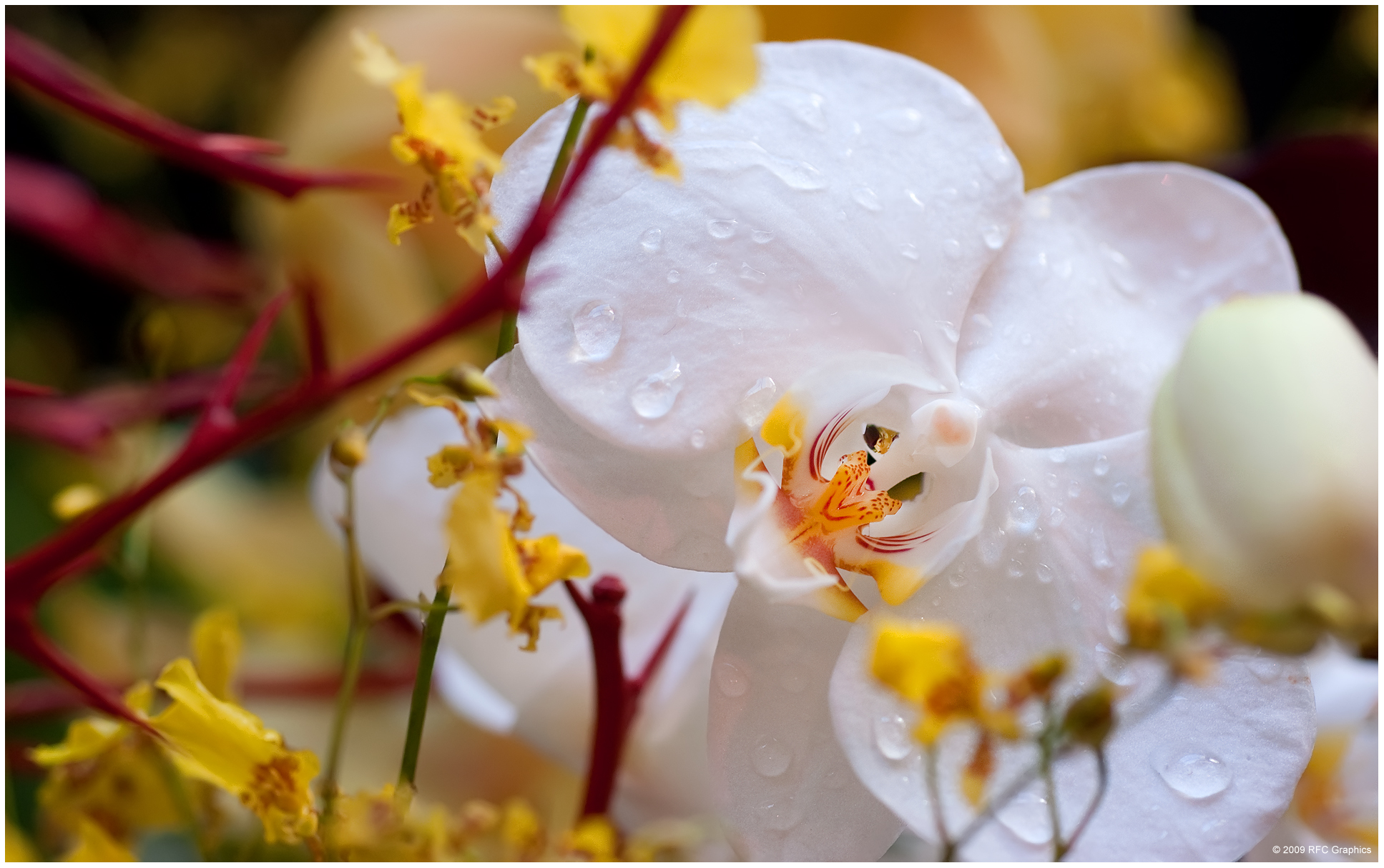 The Greater New York Orchid Show