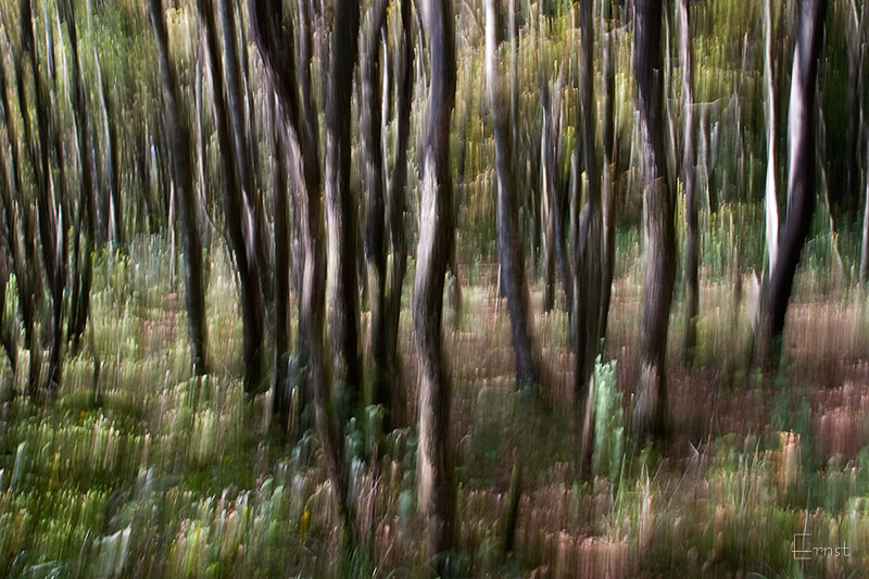 A forest