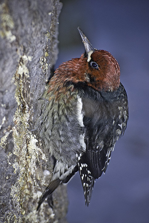 Winter Visitor