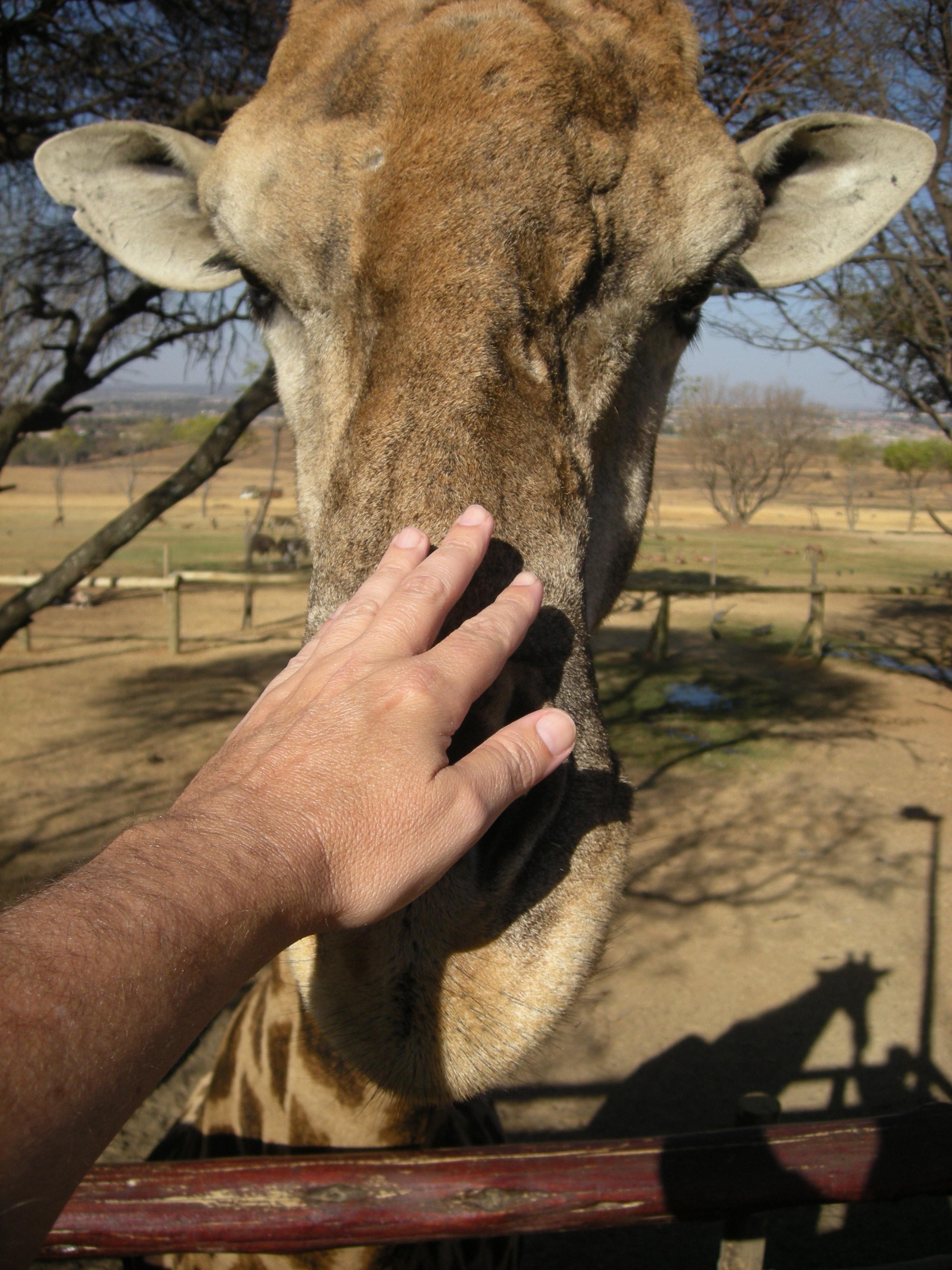 Giraffe, South Africa