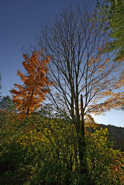_MG_1541_cs3_web.jpg