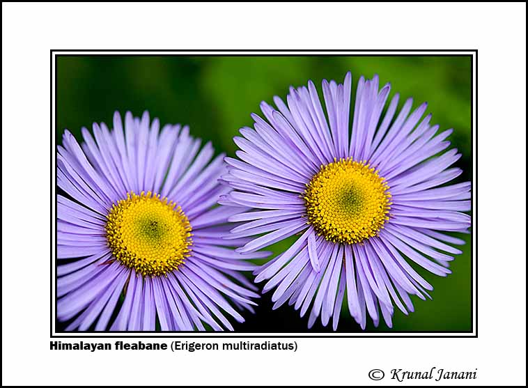 Himalayan fleabane Erigeron multiradiatus 5.jpg