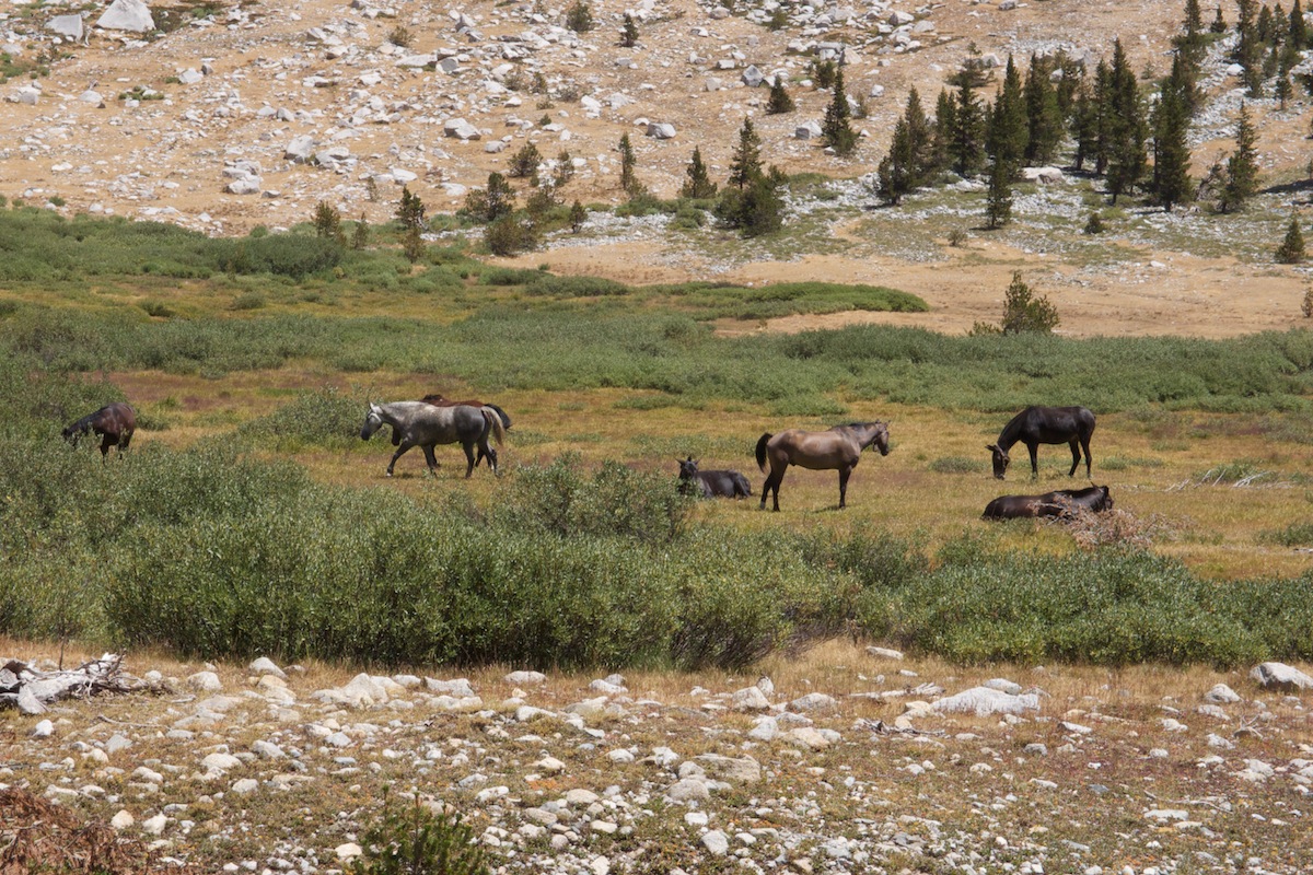 Grazing in Big Arroyo