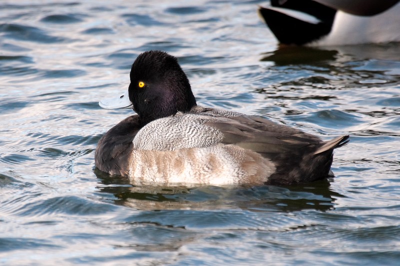 Lesser Scaup