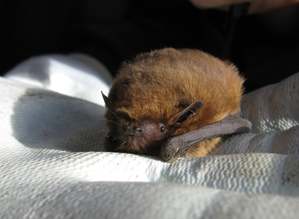 Pipistrelle bat (Soprano)