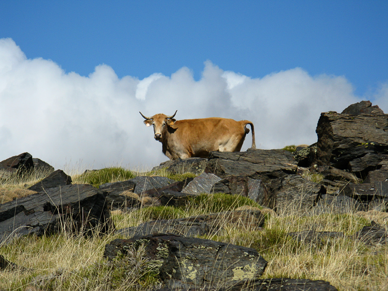 Cow