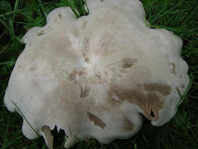 Sand dollar mushroom.