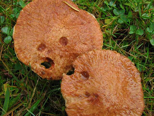 Scared hedghog mushrooms.