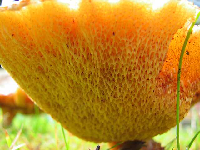 Mushrooms with attitude