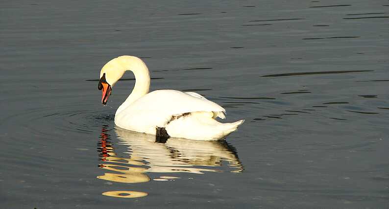Lovely swan.