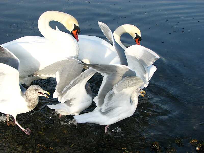 Swans have manners.  Seagulls don't.