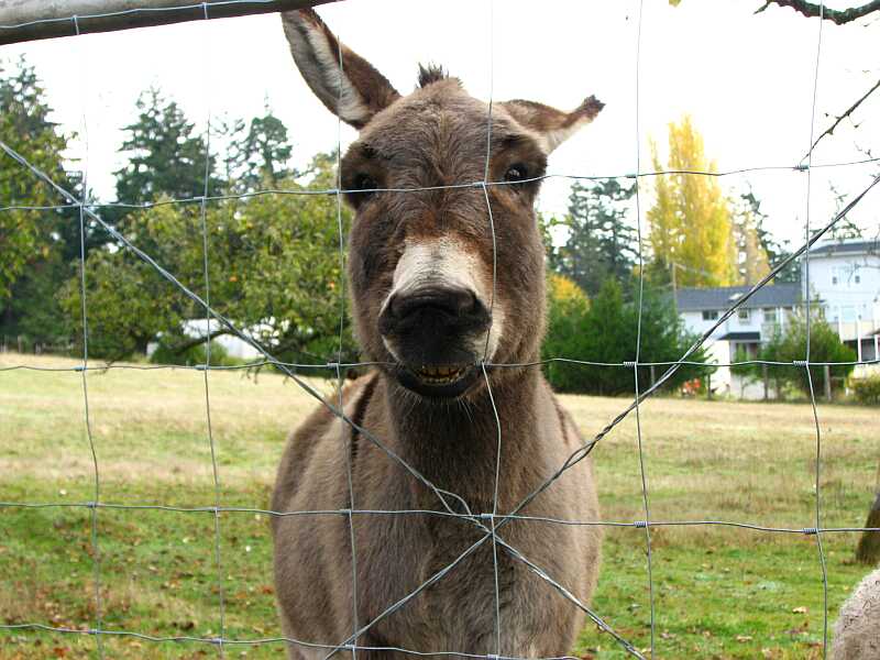 Hello Mr. Donkey.  Are you trying to bite your way through the fence?