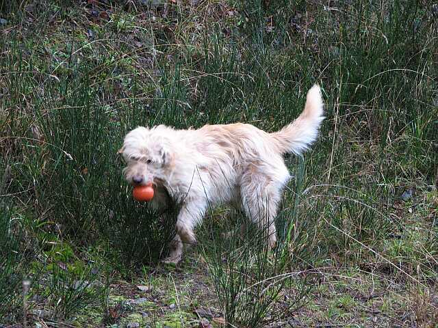 You have to take your Kong.