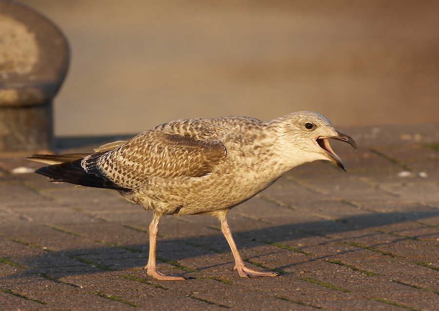 Zilvermeeuw - Herringgull