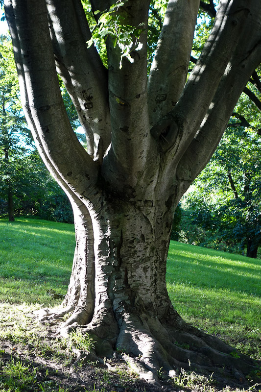 Branched