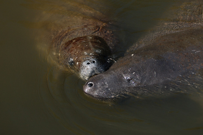 Momma and Baby Manatee