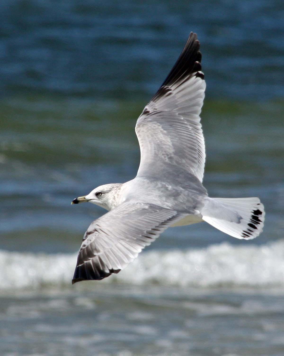 IMG_5995 ring-billed gull.jpg