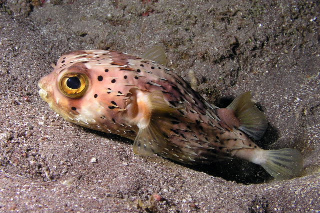 Balloonfish P1010039.jpg