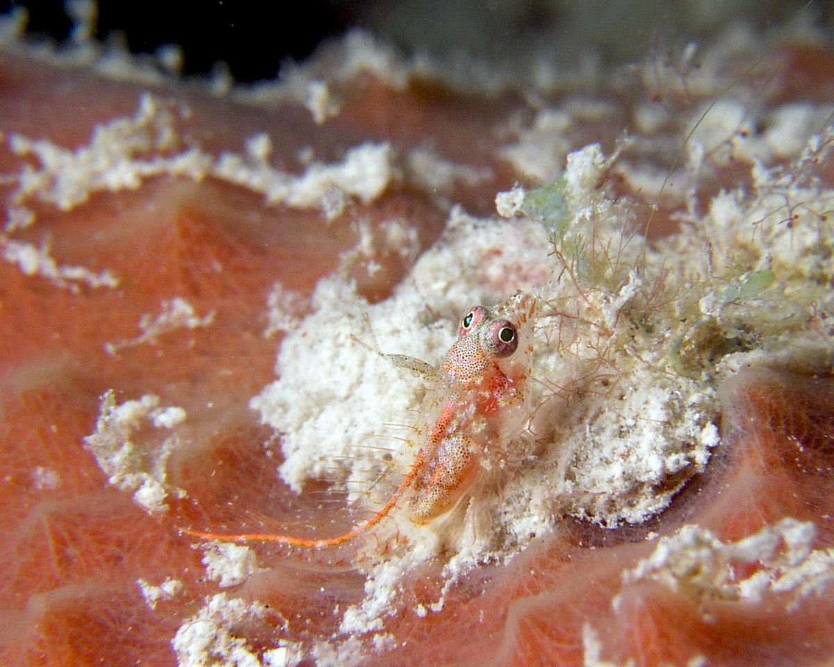 Redspine Blenny, maybe