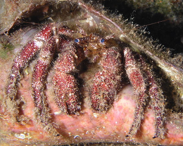 White Speckled Hermit Crab P3310012.jpg